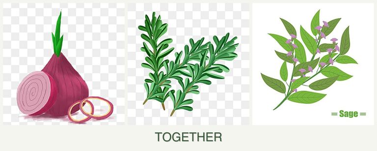 Can you plant onions, rosemary and sage together?