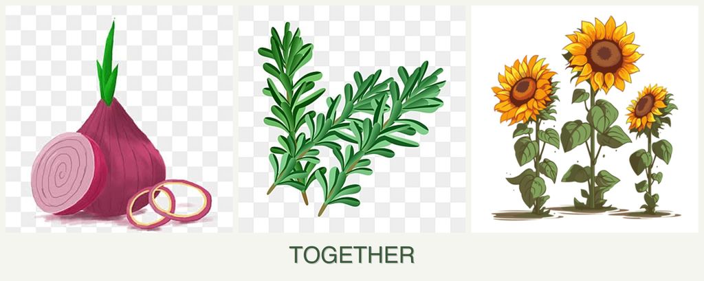 Can you plant onions, rosemary and sunflowers together?