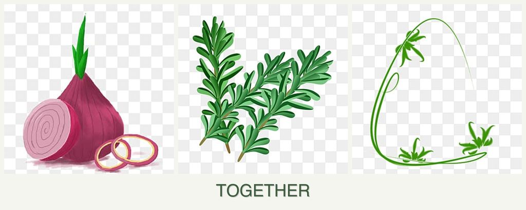 Can you plant onions, rosemary and tarragon together?