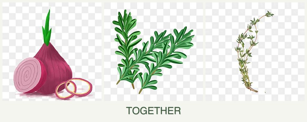 Can you plant onions, rosemary and thyme together?
