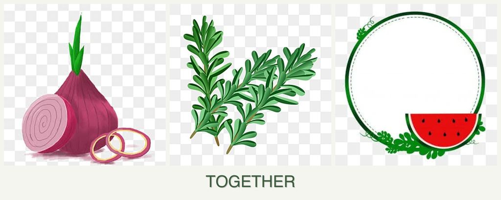 Can you plant onions, rosemary and watermelons together?