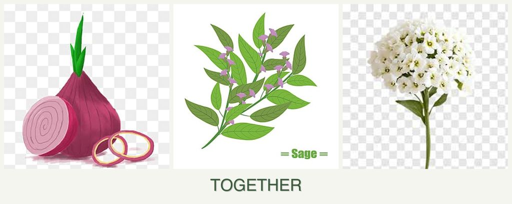 Can you plant onions, sage and alyssum together?