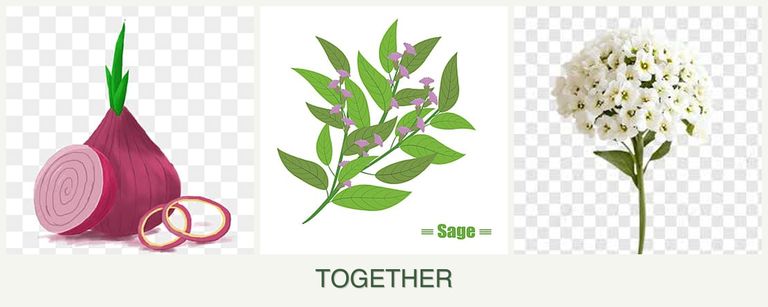 Can you plant onions, sage and alyssum together?