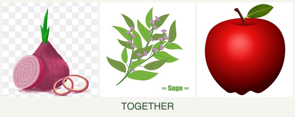 Can you plant onions, sage and apples together?