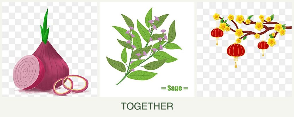 Can you plant onions, sage and apricots together?