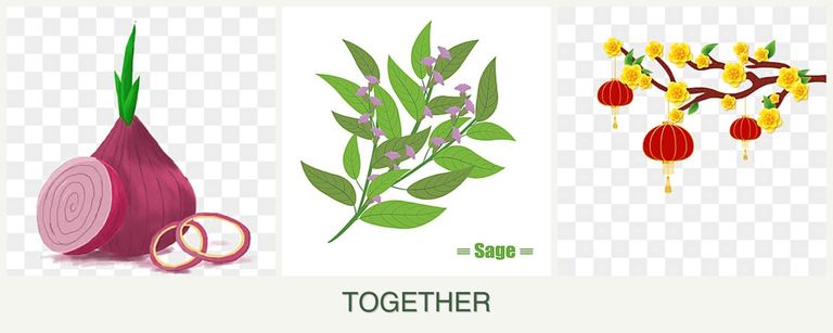Can you plant onions, sage and apricots together?