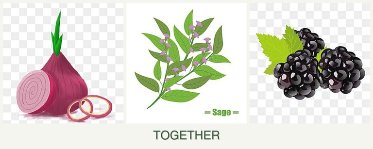 Can you plant onions, sage and blackberries together?