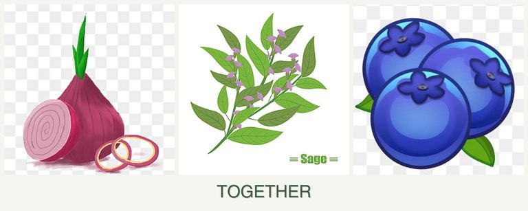 Can you plant onions, sage and blueberries together?