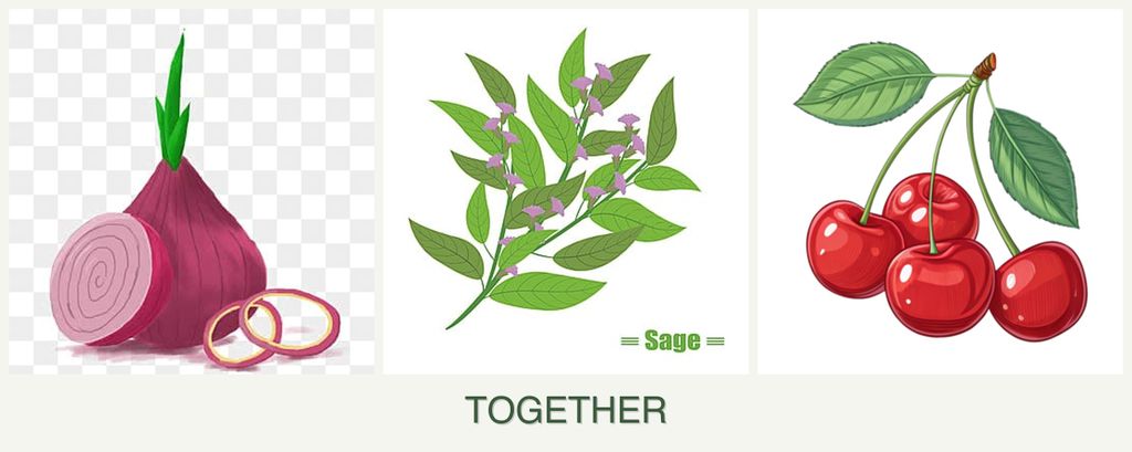 Can you plant onions, sage and cherries together?