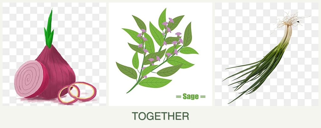 Can you plant onions, sage and chives together?