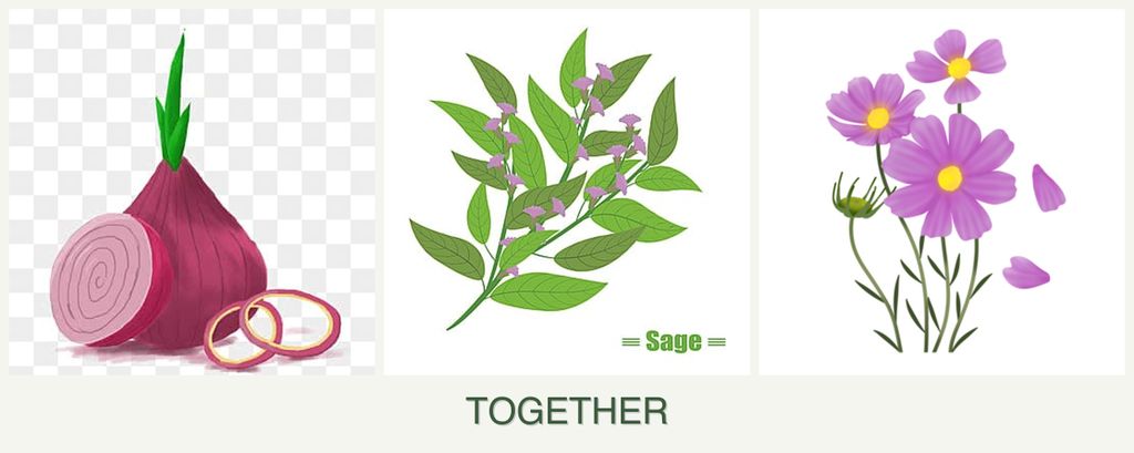 Can you plant onions, sage and cosmos together?