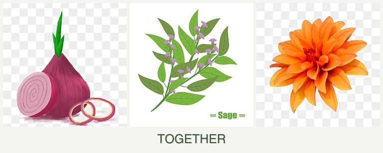 Can you plant onions, sage and dahlias together?
