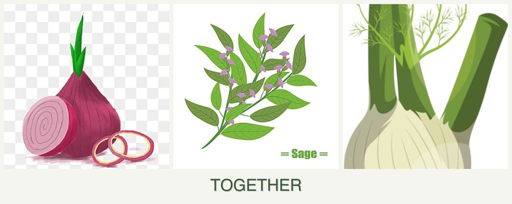 Can you plant onions, sage and fennel together?
