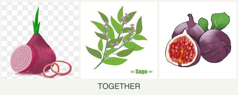 Can you plant onions, sage and figs together?