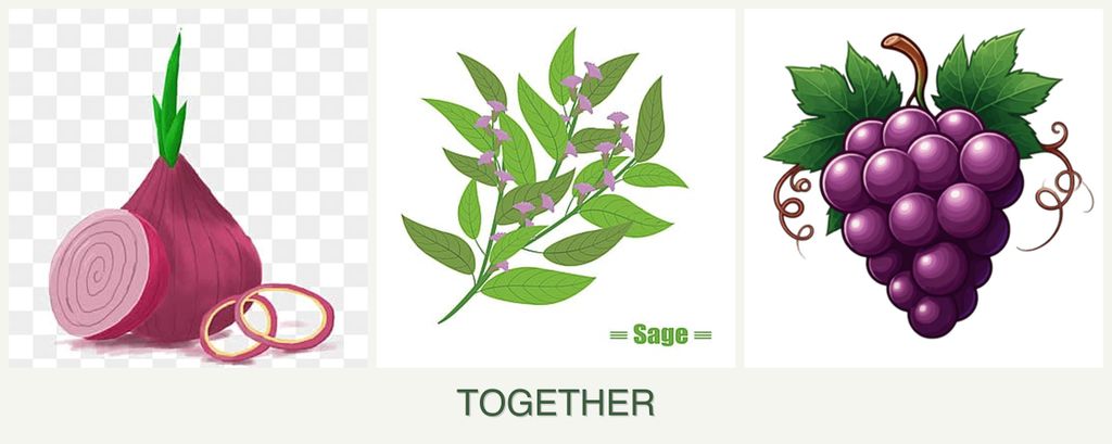 Can you plant onions, sage and grapes together?