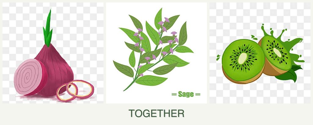 Can you plant onions, sage and kiwi together?