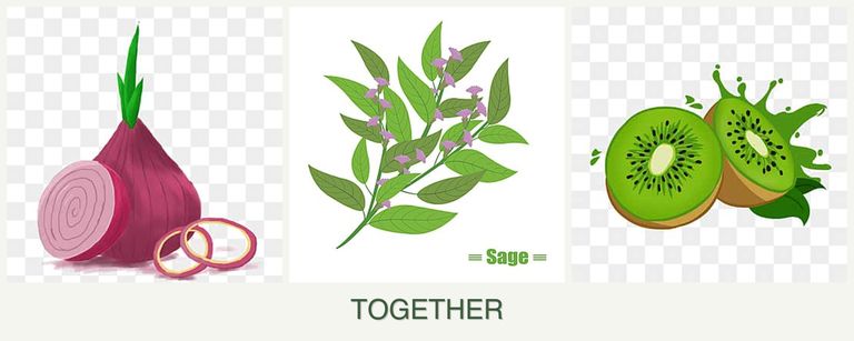Can you plant onions, sage and kiwi together?