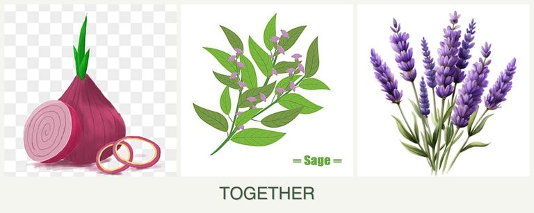Can you plant onions, sage and lavender together?