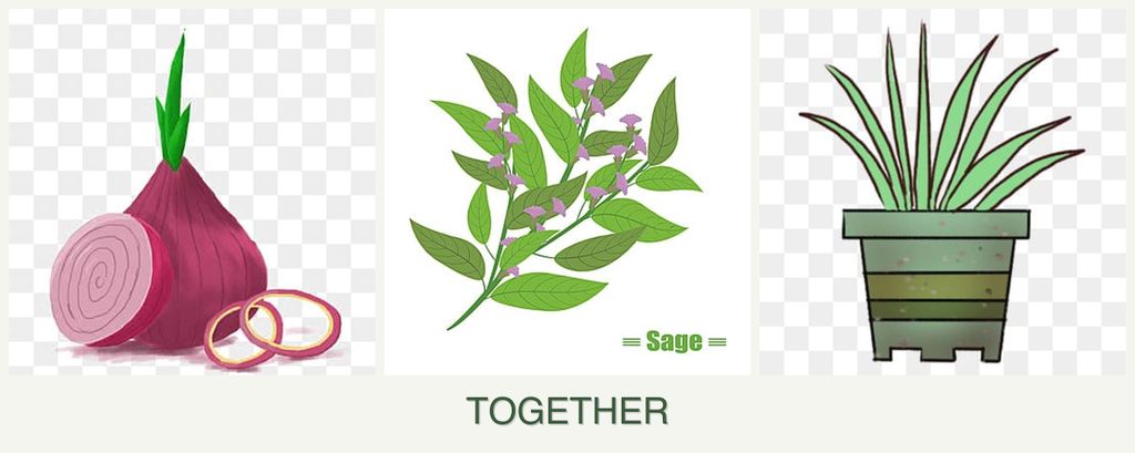 Can you plant onions, sage and lemongrass together?
