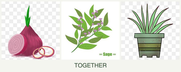 Can you plant onions, sage and lemongrass together?