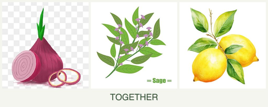 Can you plant onions, sage and lemons together?