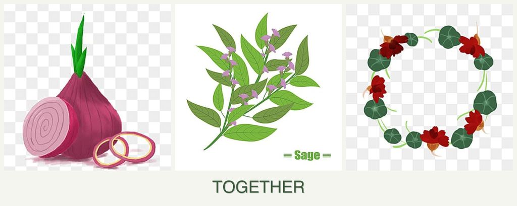 Can you plant onions, sage and nasturtiums together?