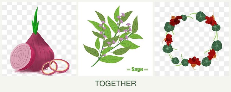 Can you plant onions, sage and nasturtiums together?