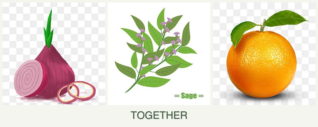 Can you plant onions, sage and oranges together?