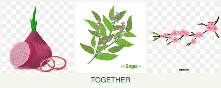 Can you plant onions, sage and peaches together?