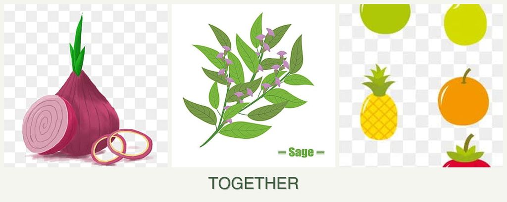 Can you plant onions, sage and pears together?
