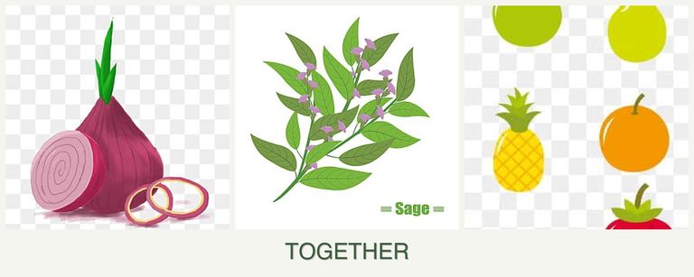 Can you plant onions, sage and pears together?