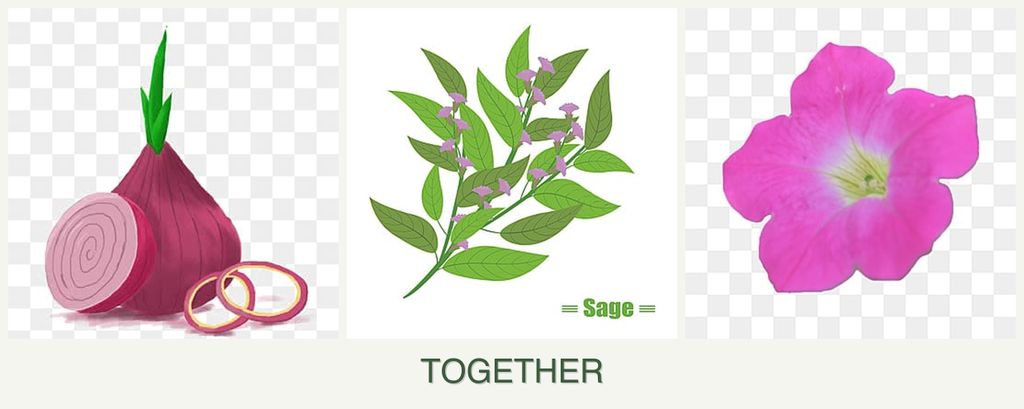 Can you plant onions, sage and petunias together?