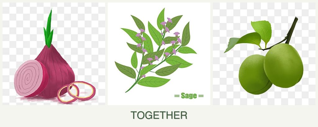 Can you plant onions, sage and plums together?