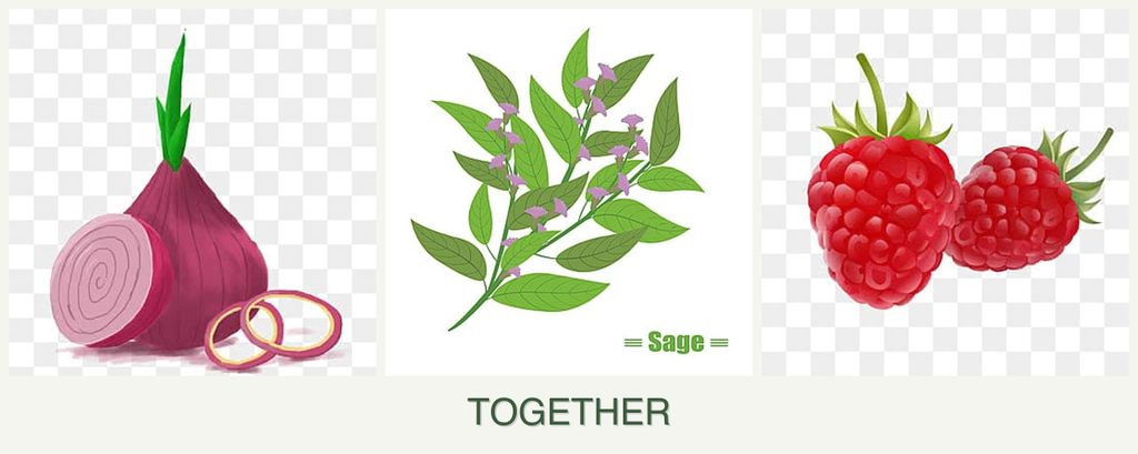 Can you plant onions, sage and raspberries together?