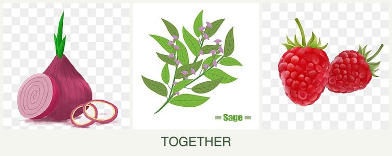 Can you plant onions, sage and raspberries together?