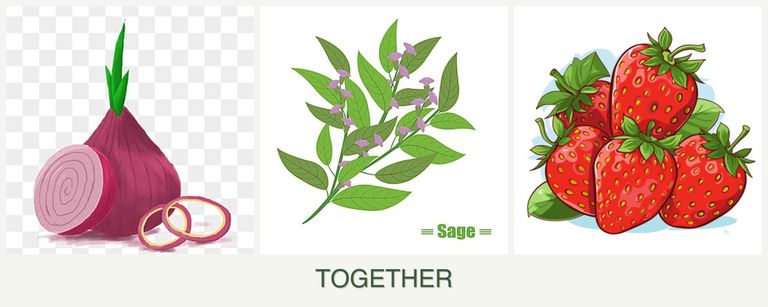 Can you plant onions, sage and strawberries together?