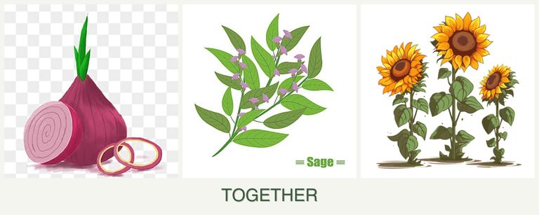 Can you plant onions, sage and sunflowers together?