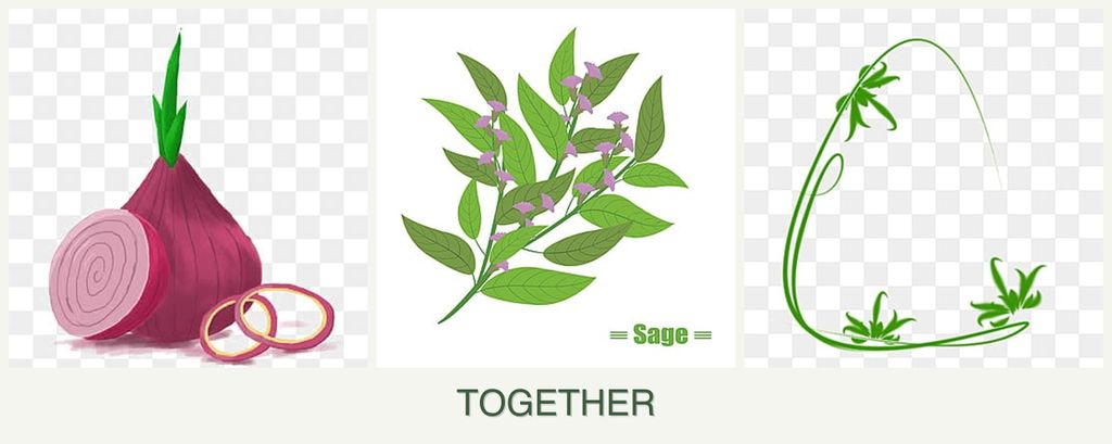 Can you plant onions, sage and tarragon together?