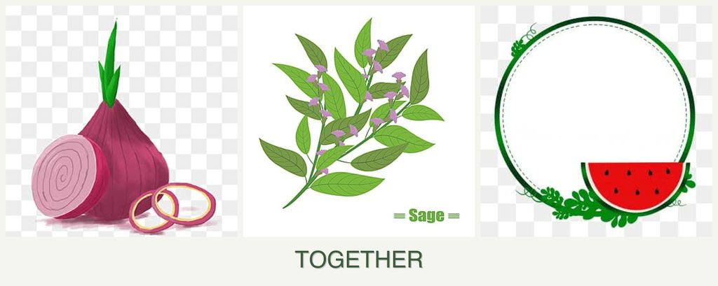 Can you plant onions, sage and watermelons together?