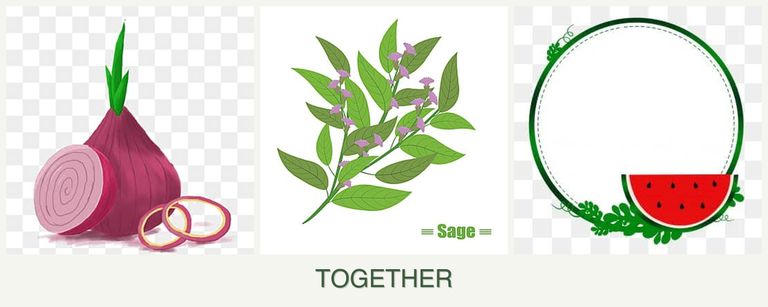 Can you plant onions, sage and watermelons together?