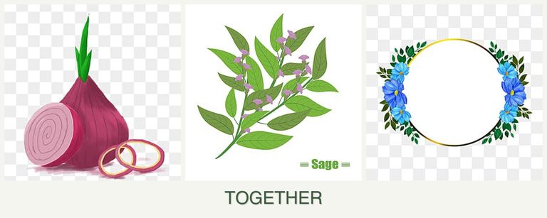 Can you plant onions, sage and zinnias together?