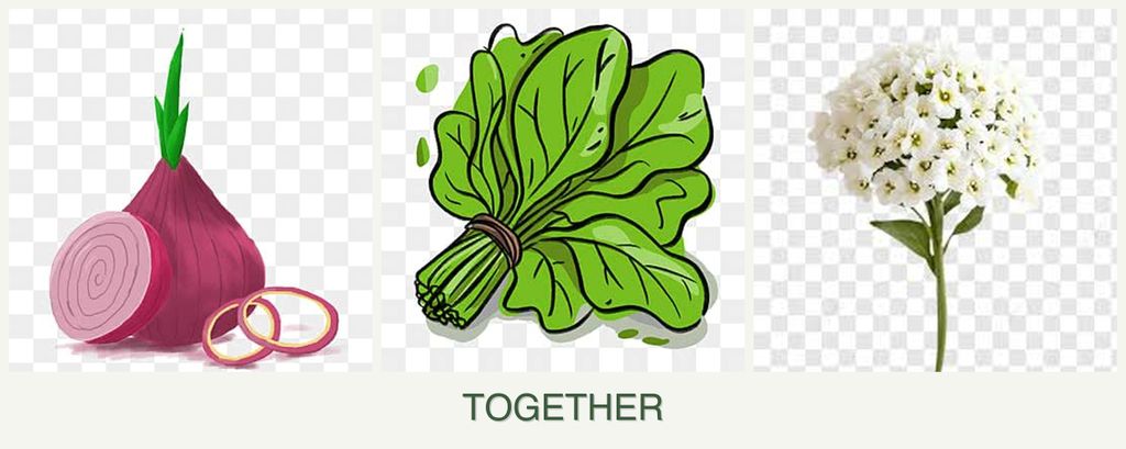 Can you plant onions, spinach and alyssum together?