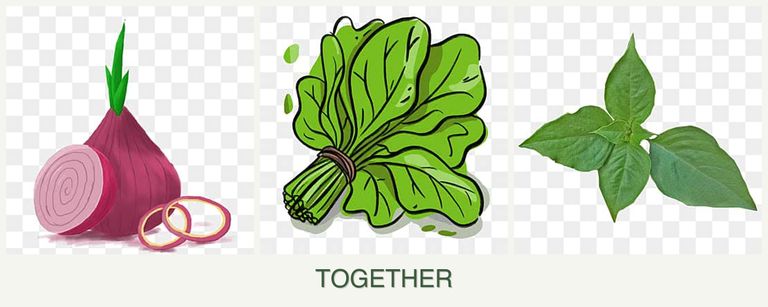Can you plant onions, spinach and basil together?