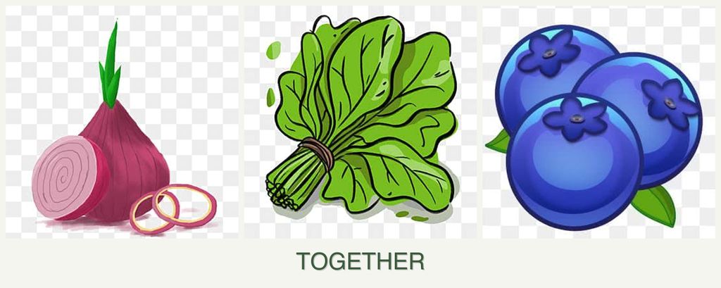 Can you plant onions, spinach and blueberries together?