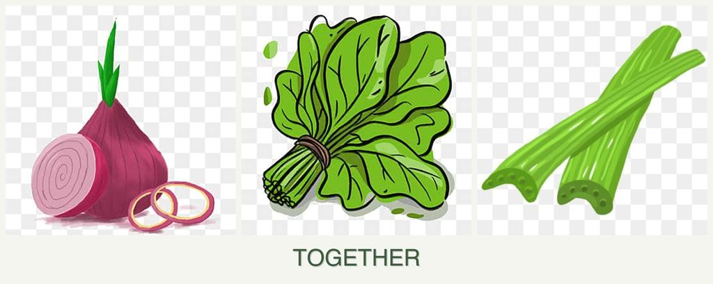 Can you plant onions, spinach and celery together?