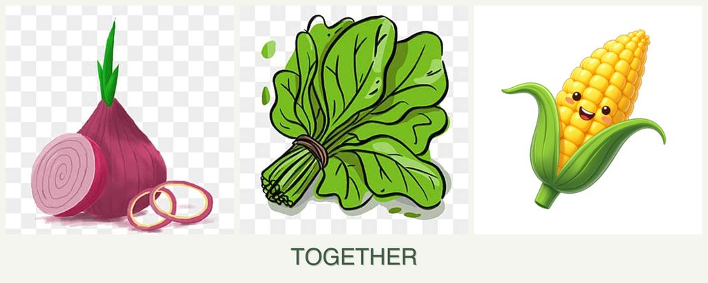Can you plant onions, spinach and corn together?