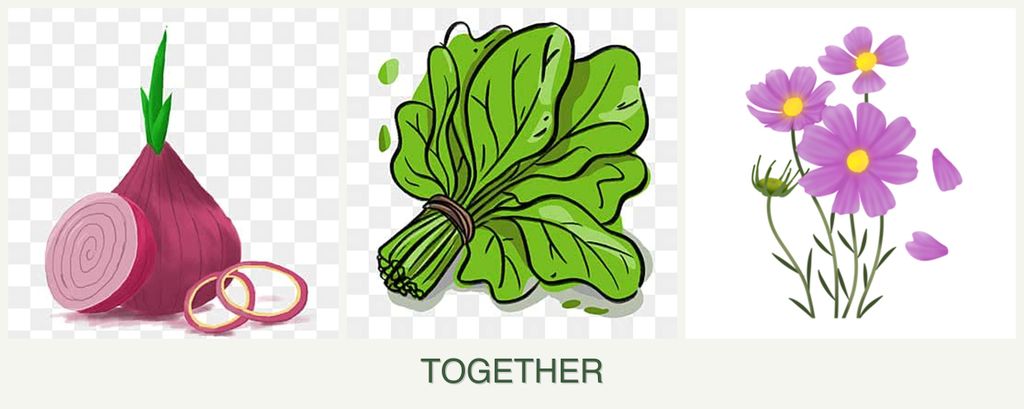 Can you plant onions, spinach and cosmos together?