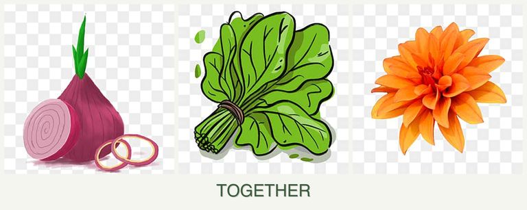 Can you plant onions, spinach and dahlias together?