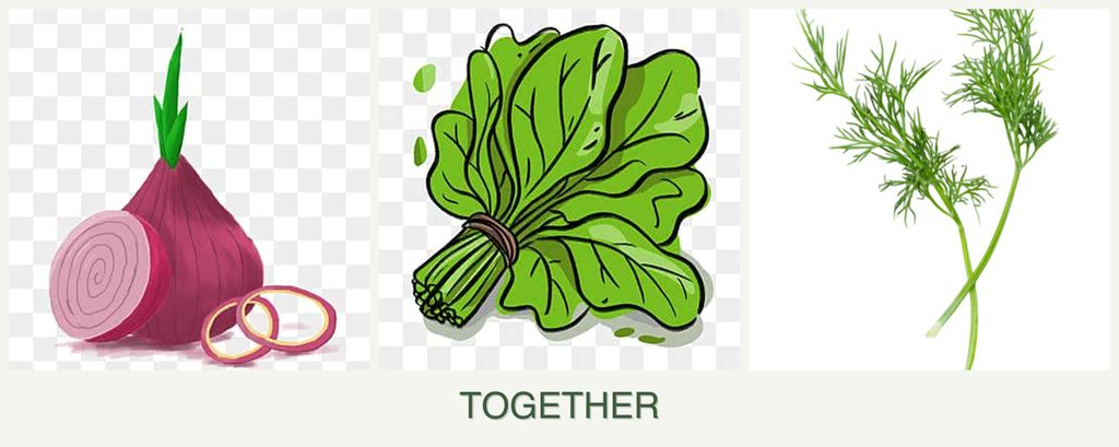 Can you plant onions, spinach and dill together?