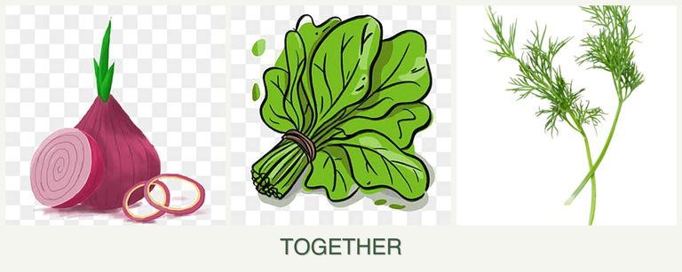 Can you plant onions, spinach and dill together?